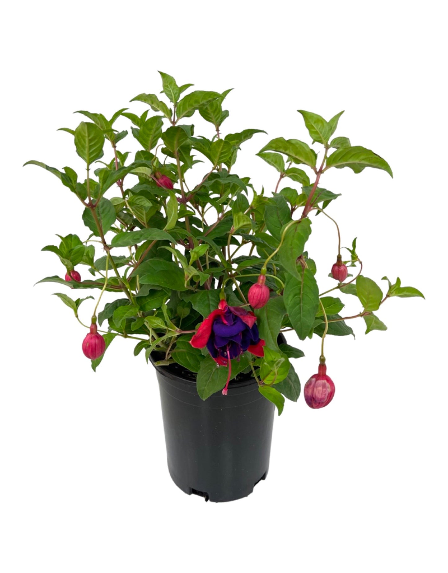 Fuchsia 'Double Otto' 1 Gallon