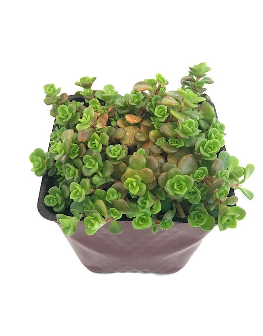 Sedum makinoi 'Limelight' 4 Inch