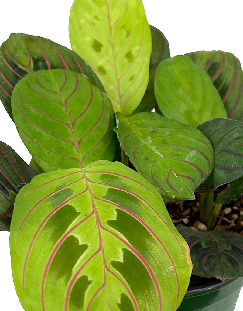 Maranta 'Prayer Plant' 4 Inch