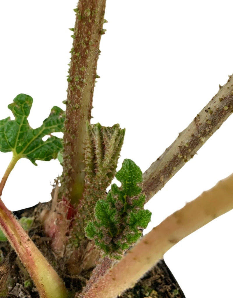 Gunnera tinctoria Quart