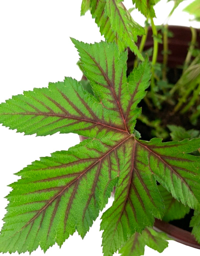 Filipendula Red Umbrellas