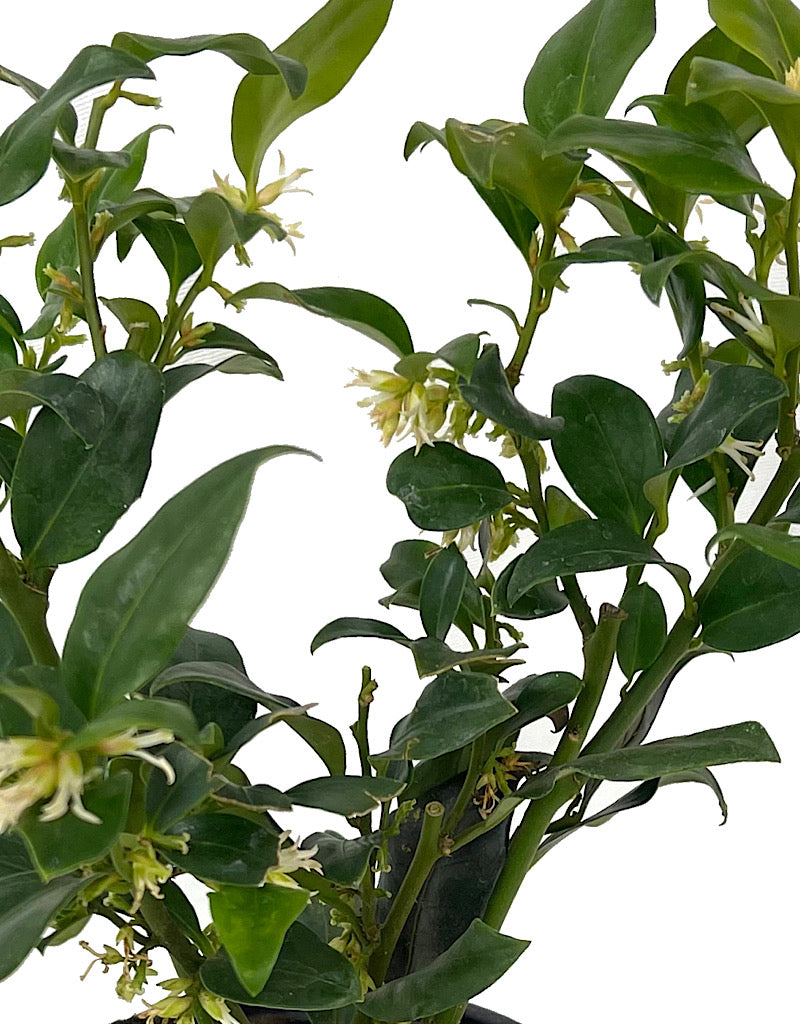 Sarcococca ruscifolia Quart