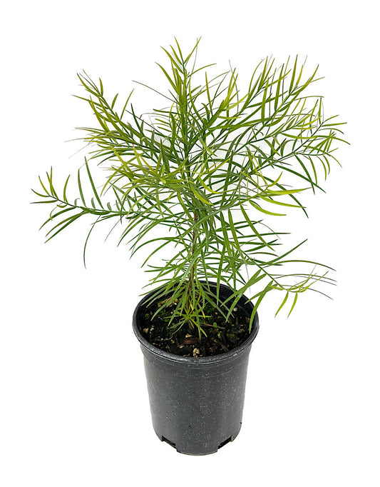 Podocarpus gracilior 1 Gallon