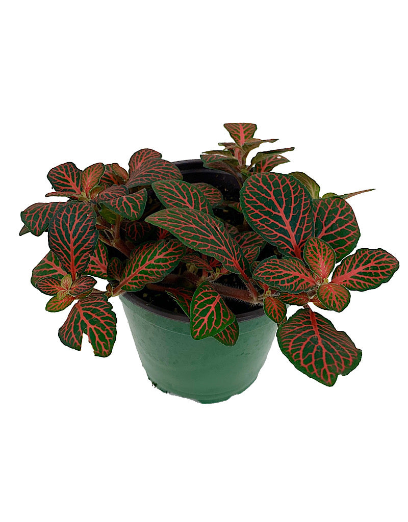 Fittonia verschaffeltii 'Red Vein'  4 inch