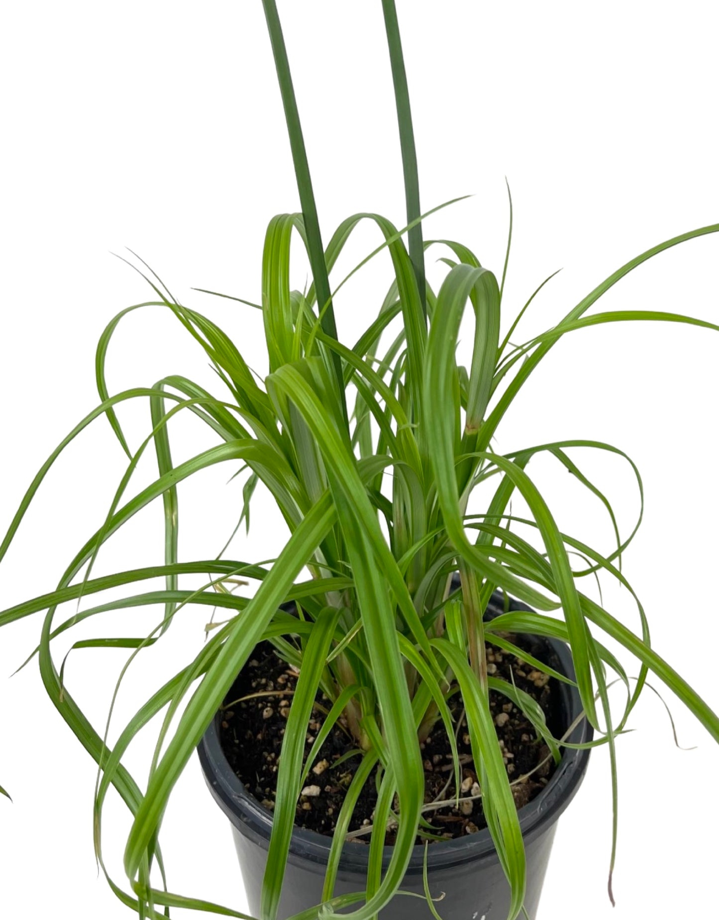 Cyperus papyrus 'King Tut' 1 Gallon