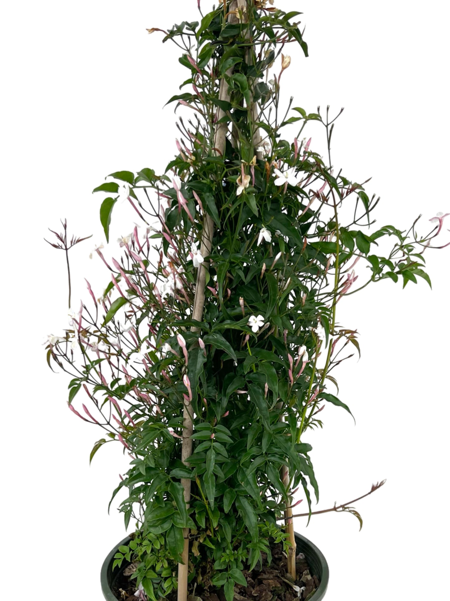 Jasminum polyanthum 2 Gallon