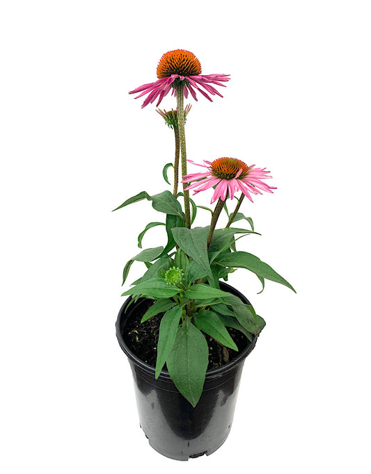 Echinacea 'Pica Bella' 1 Gallon