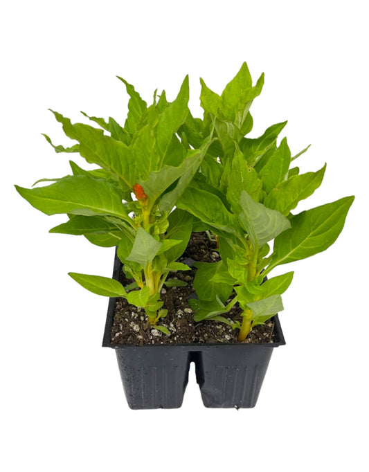 Celosia 'Geisha Mix' Jumbo Traypack