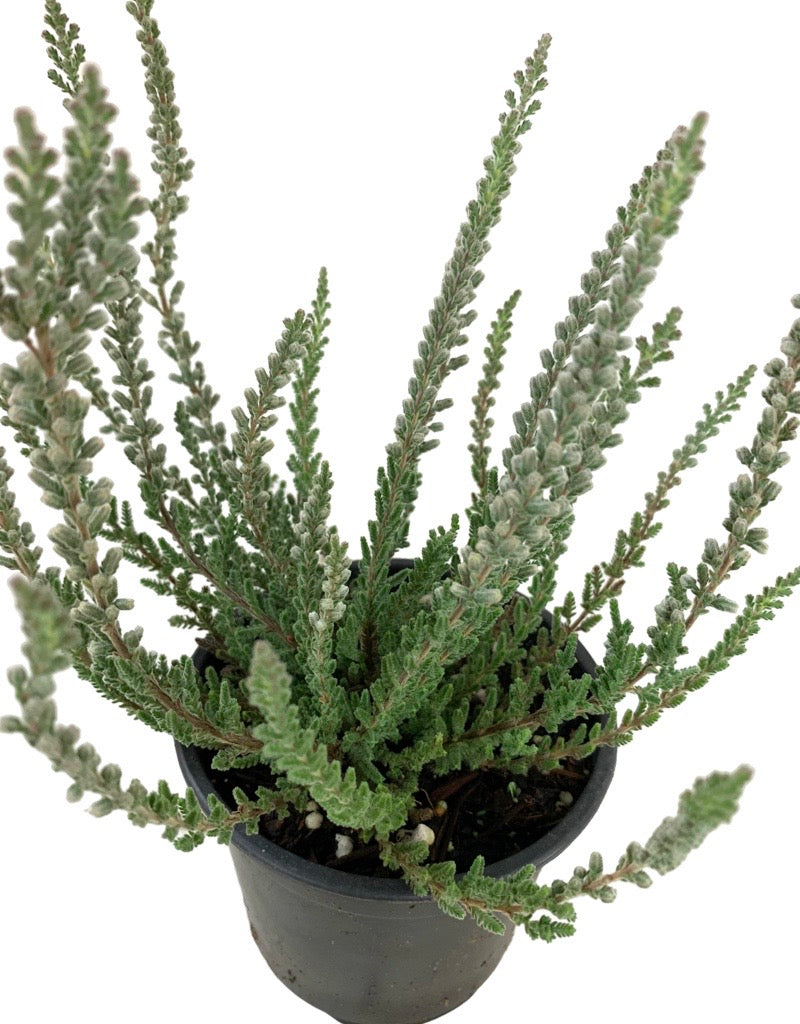 Calluna vulgaris 'Zilly'