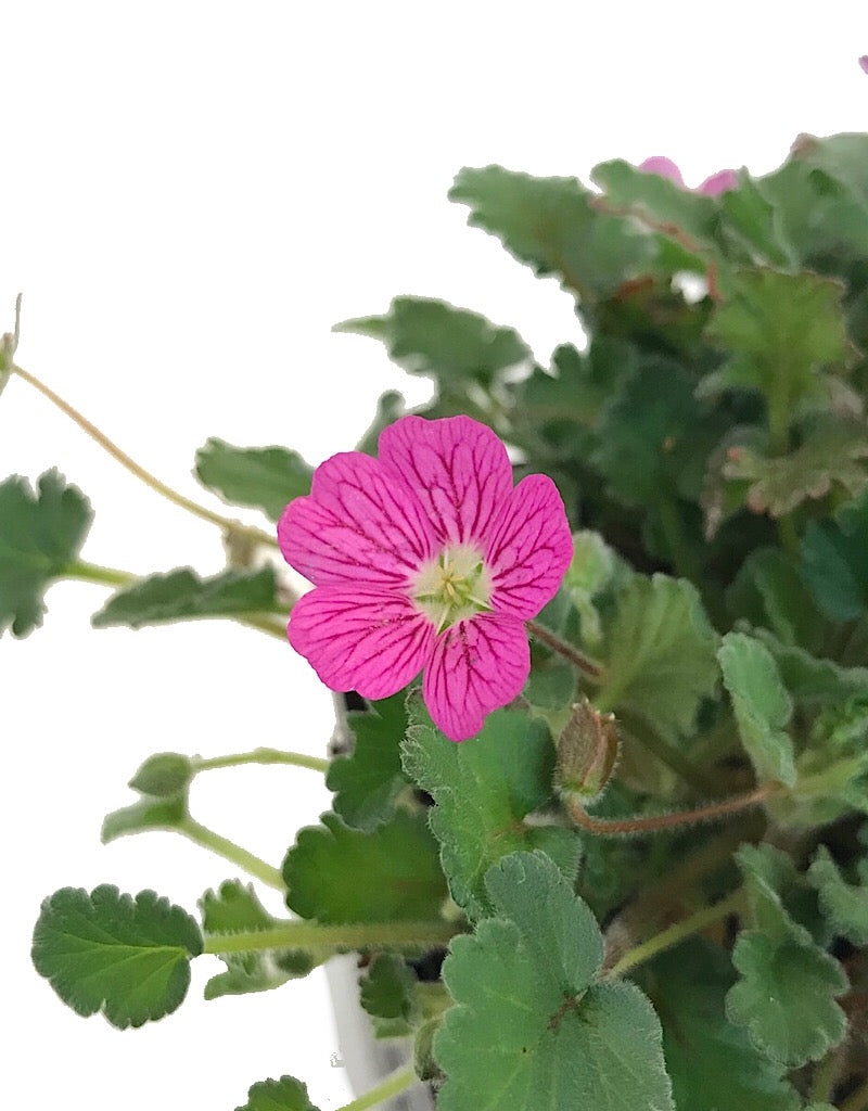 Erodium 'Bishop's Form' 4 inch