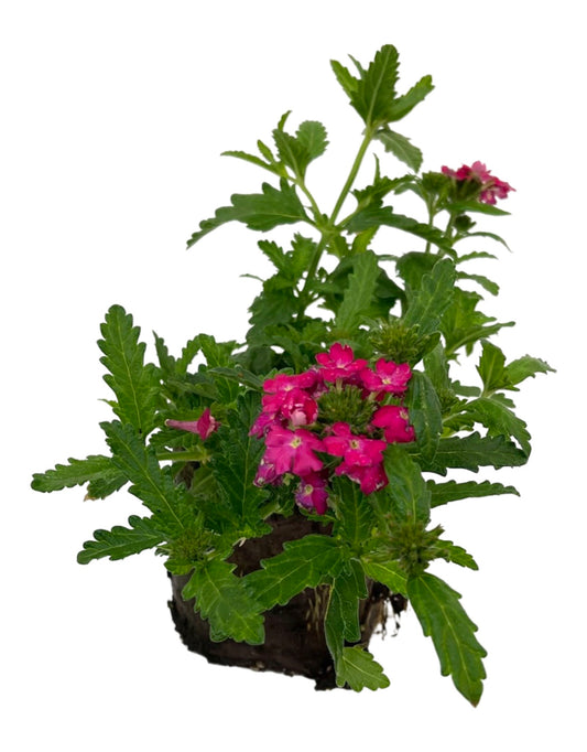 Verbena 'Lanai Deep Pink'  4 Inch