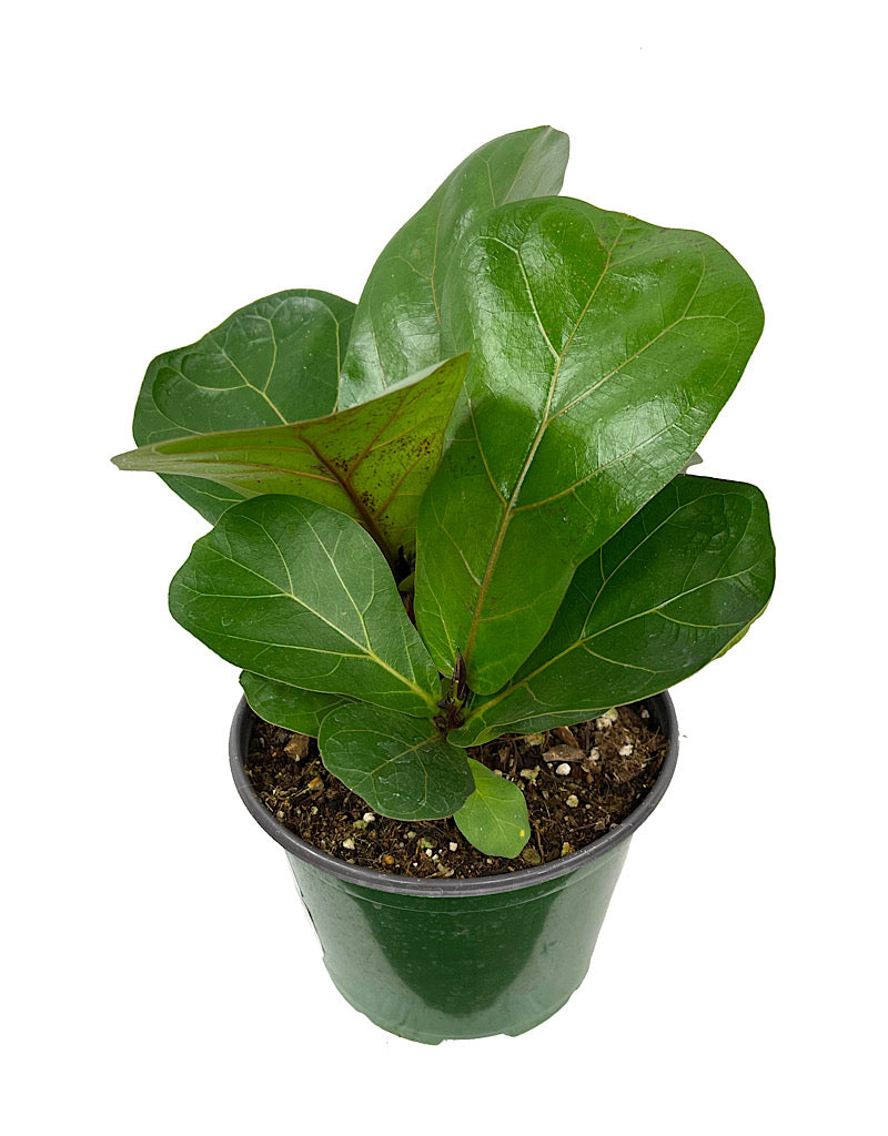 Ficus lyrata 'Little Sunshine' 6 Inch