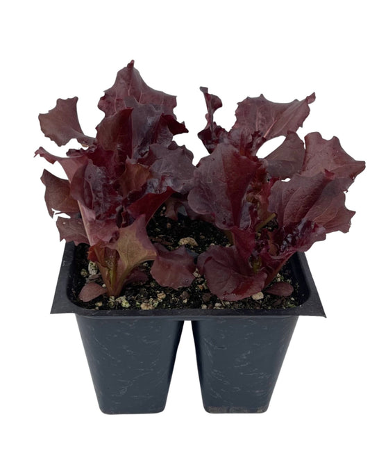 Lettuce 'Merlot' Jumbo Traypack