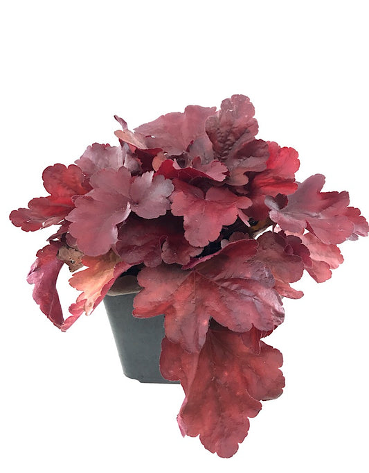 Heuchera 'Fire Alarm'