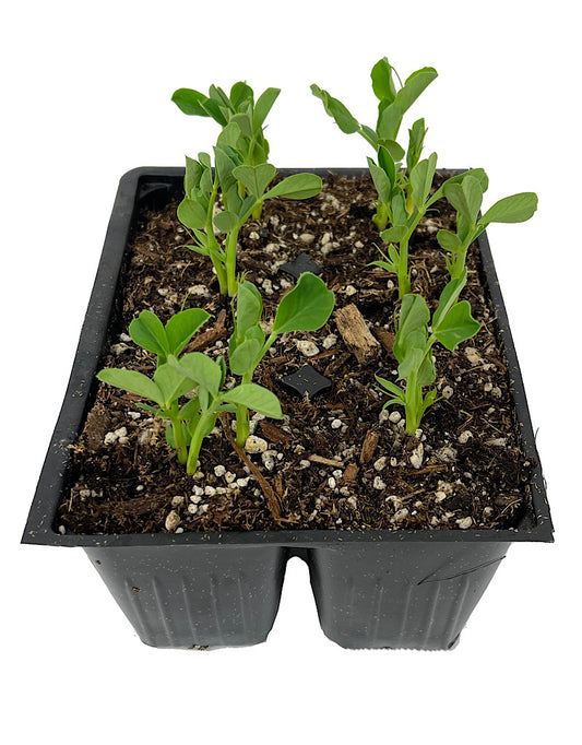 Peas 'Sugar Sprint Snap Pea' Jumbo Traypack