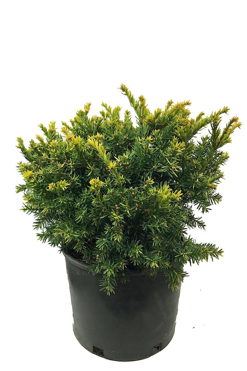 Taxus cuspidata 'Nana Aurescens'  3 gal