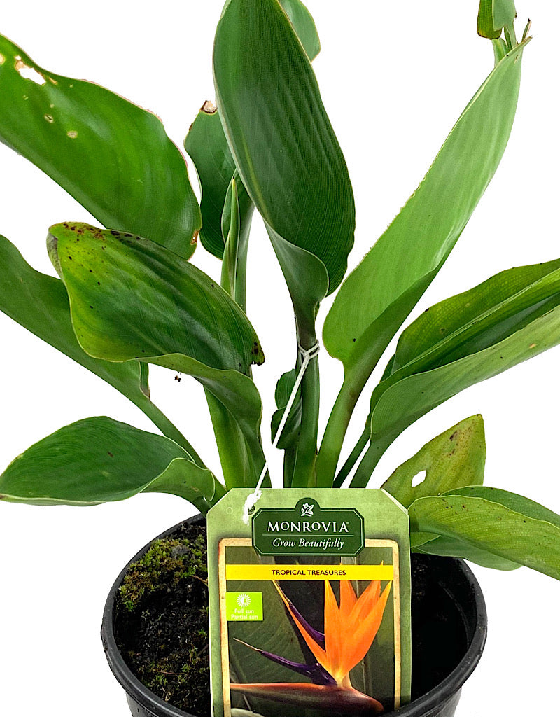 Strelitzia reginae 1 Gallon