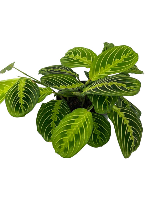 Maranta 'Prayer Plant' 6 Inch