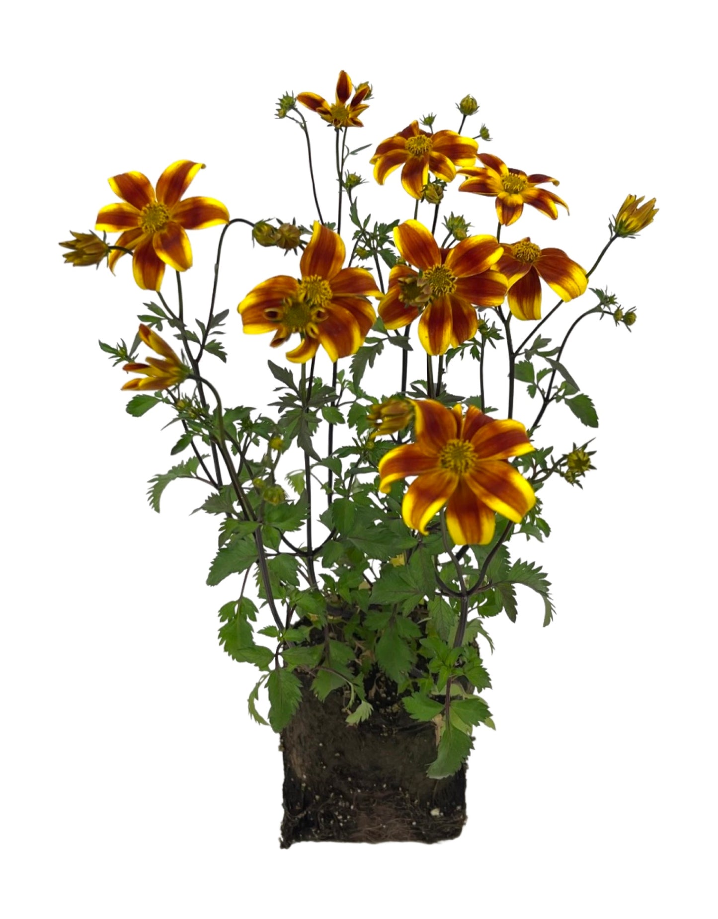 Bidens 'Bee Bold' 4 Inch