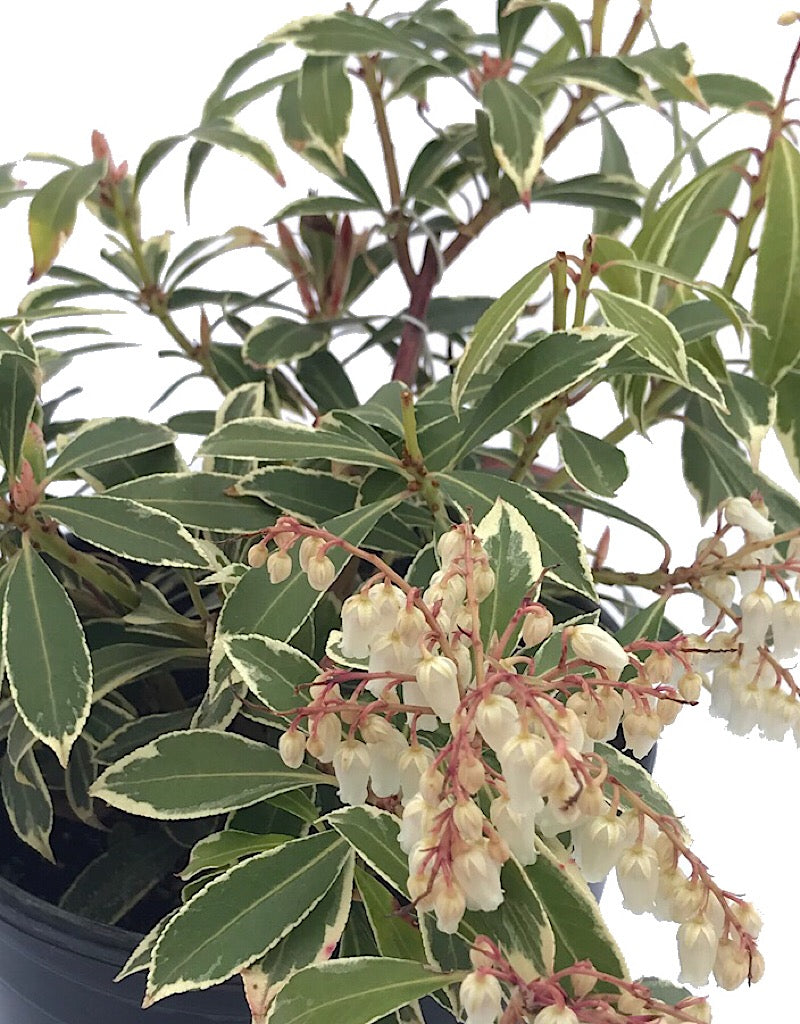 Pieris japonica 'Flaming Silver'  1 Gal