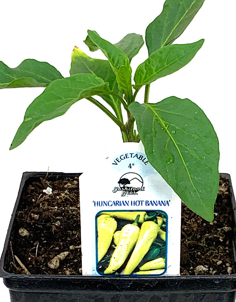 Pepper 'Hungarian Hot Banana' 4 Inch