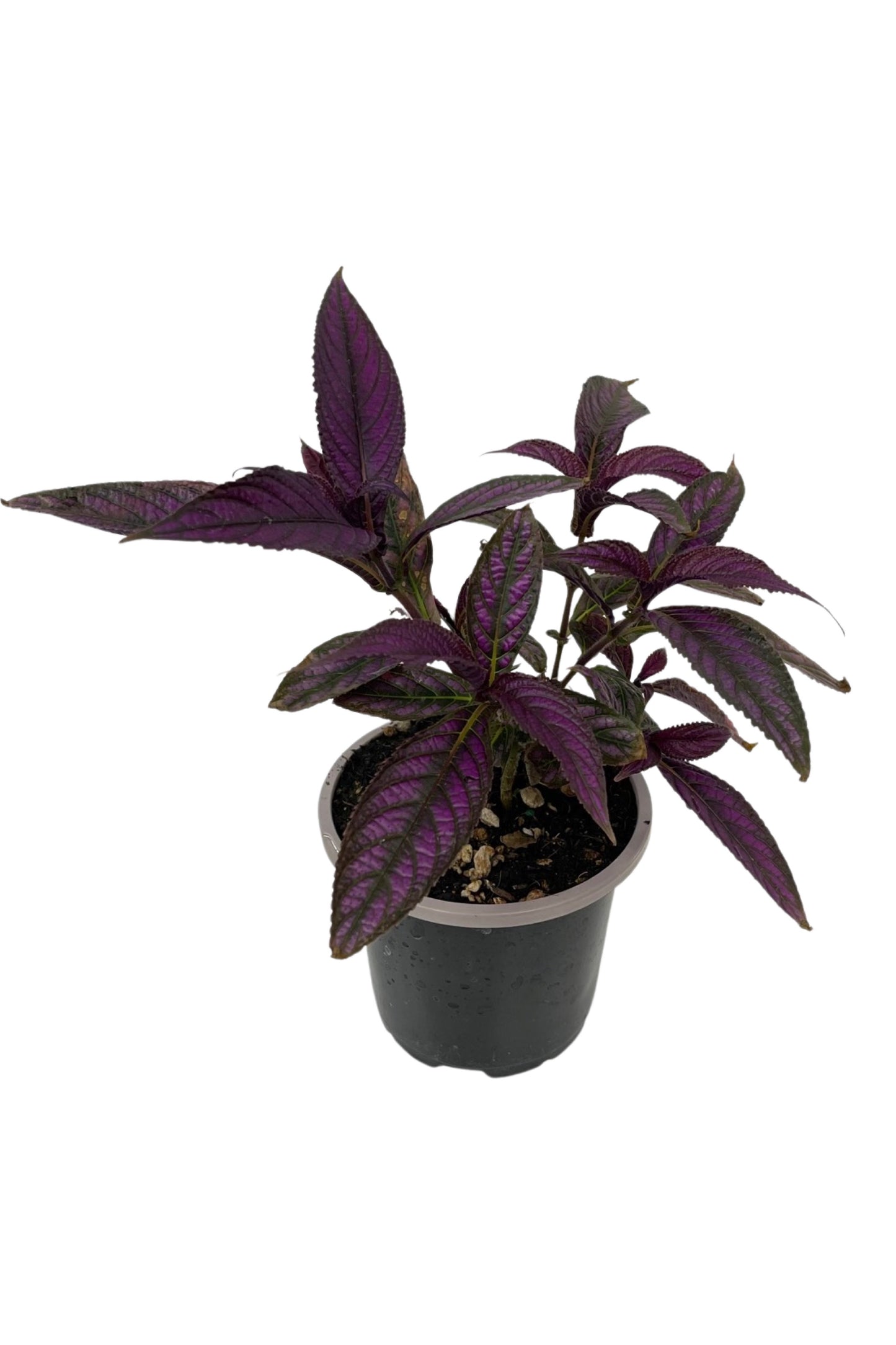 Strobilanthes dyerianus 'Persian Shield' 4 Inch