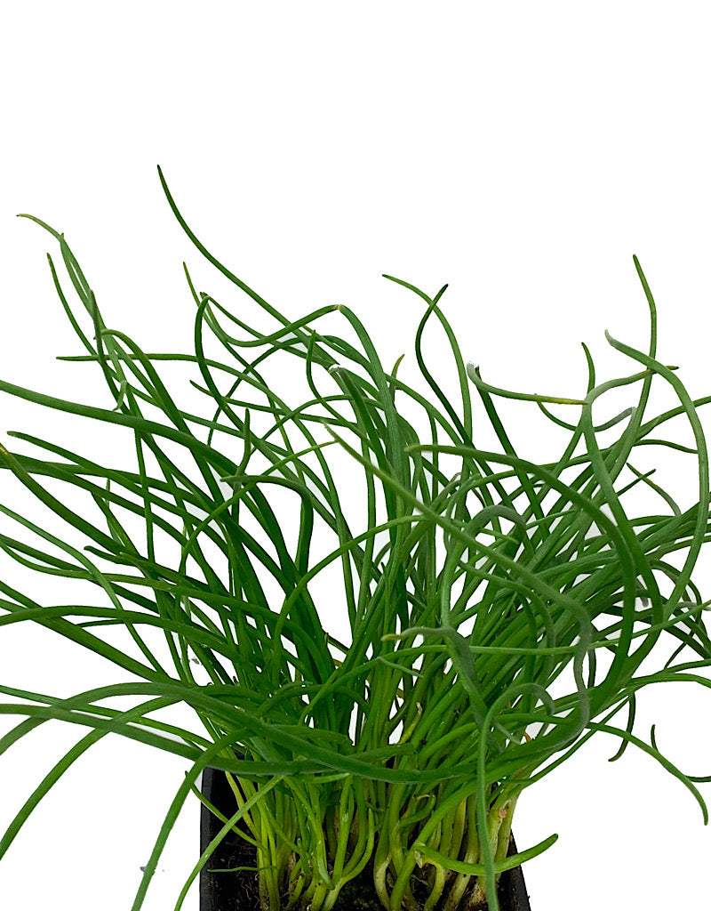 Chives 'Curly'  4 inch