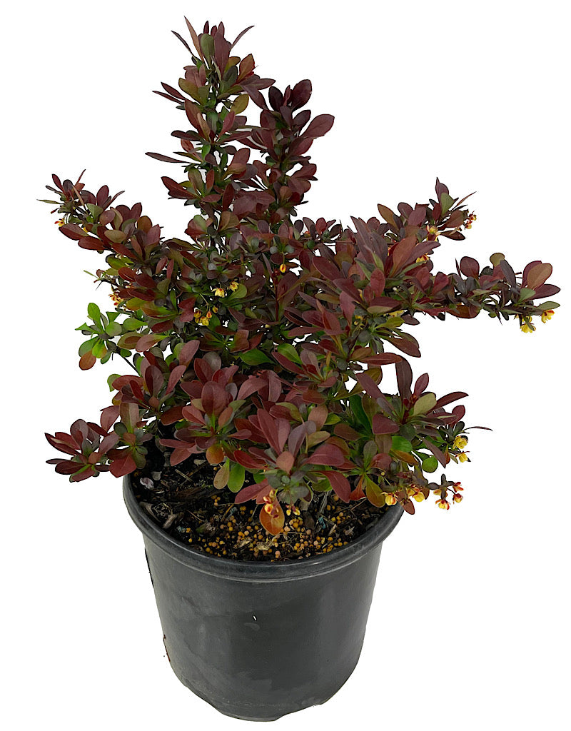 Berberis  €˜Crimson Pygmy  1 Gallon