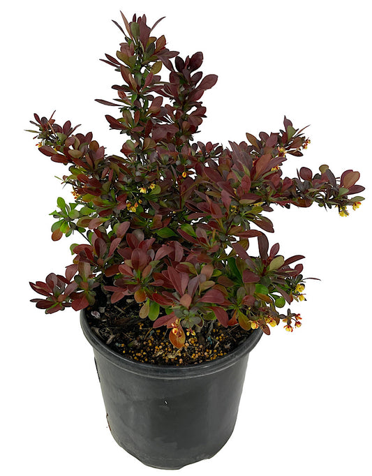 Berberis  €˜Crimson Pygmy  1 Gallon