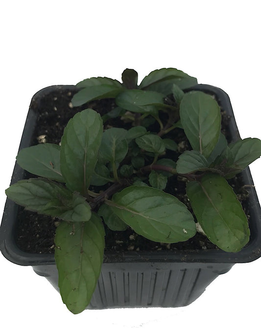 Mint 'Peppermint'  4 Inch