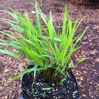 Hakonechloa macra 'Beni-kaze' 1 Gallon