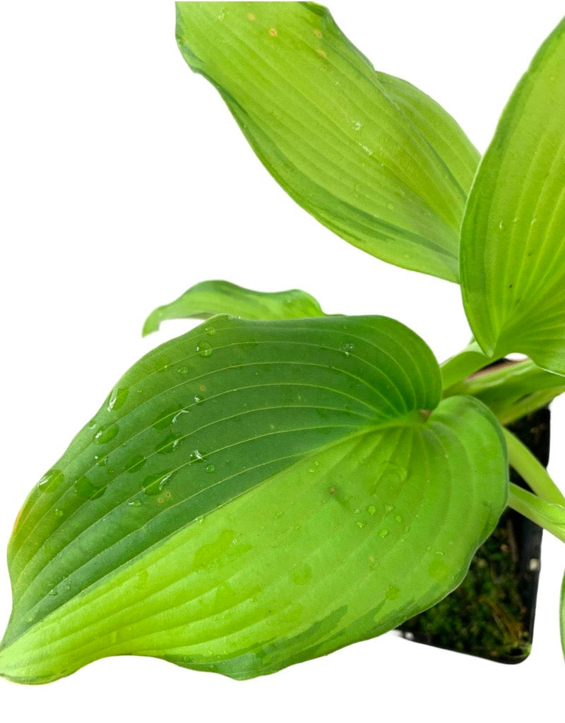 Hosta 'Dancing Darling' Quart