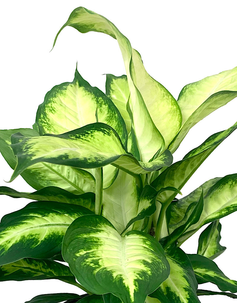 Dieffenbachia maculata 'Camille' 6 inch