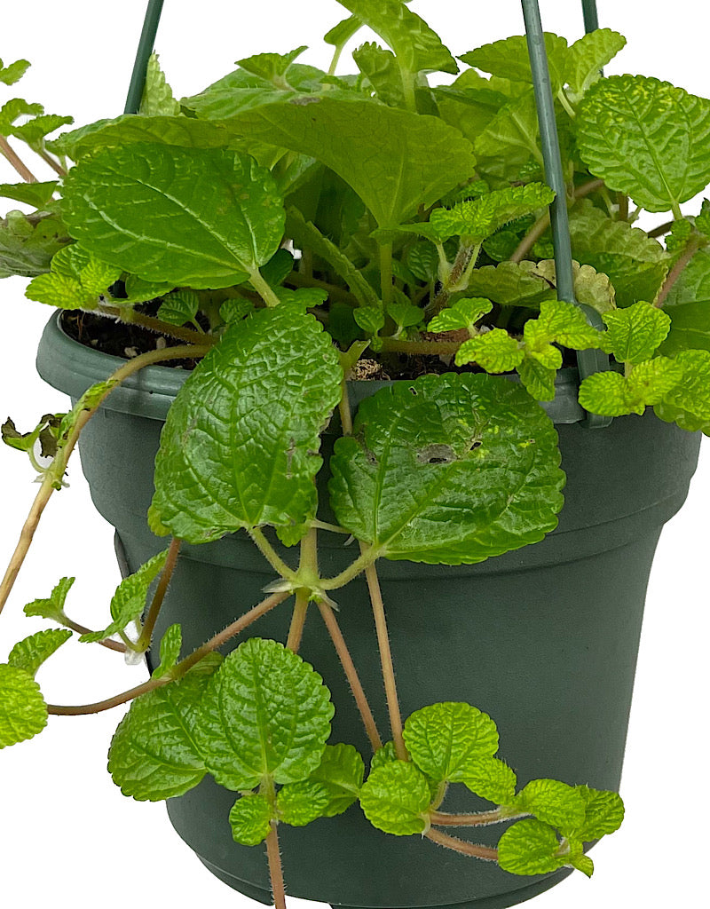 Pilea nummulariifolia 'Creeping Charlie' Hanging Basket 6 Inch