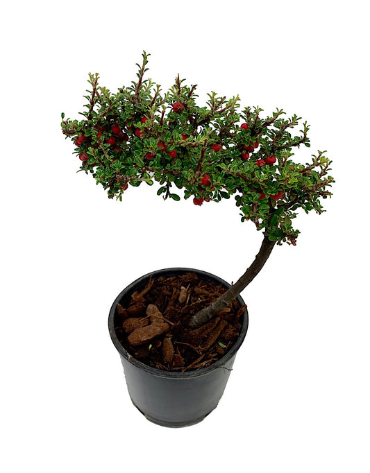 Cotoneaster m. 'Thymifolius' Bonsai  4 inch