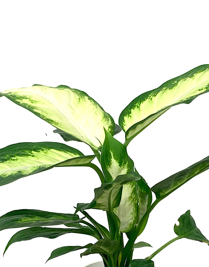 Dieffenbachia maculata 'Camille' 4 Inch