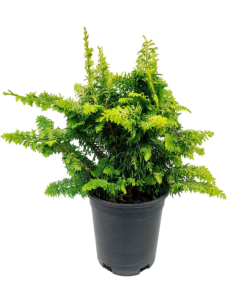 Chamaecyparis obtusa 'Fernspray Gold'