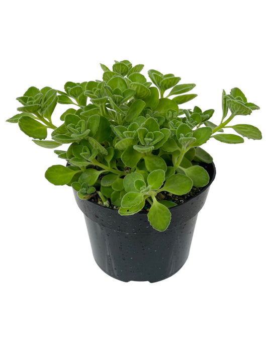 Oregano 'Cuban' 6 Inch