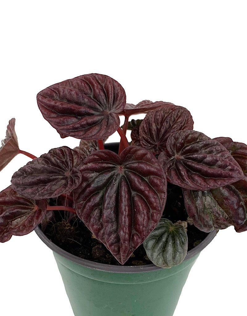 Peperomia  €˜Schumi Red  4 Inch