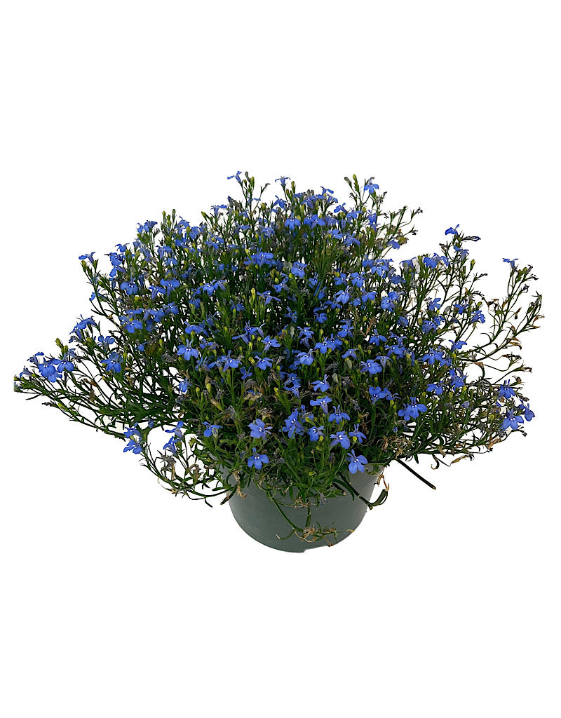 Lobelia 'Laguna Sky Blue' 6 Inch