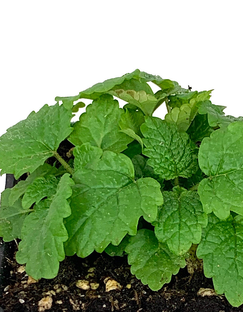 Lemon Balm 4 Inch