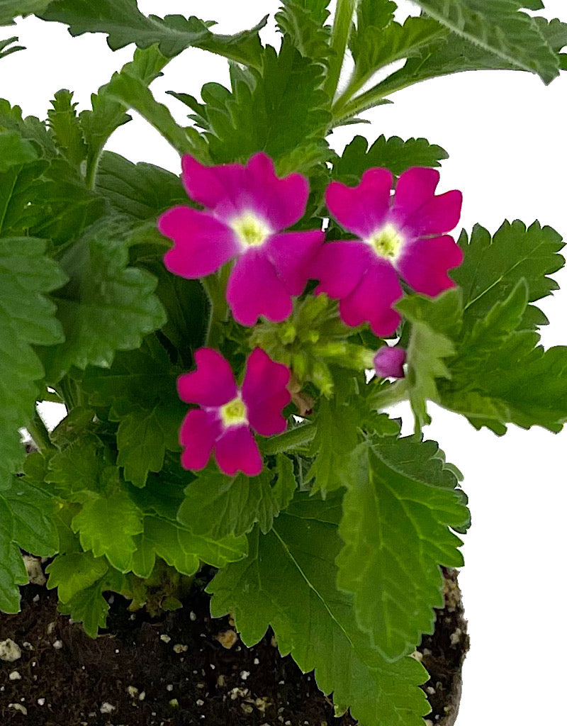 Verbena 'Lanai Upright Rose with Eye' 4 inch