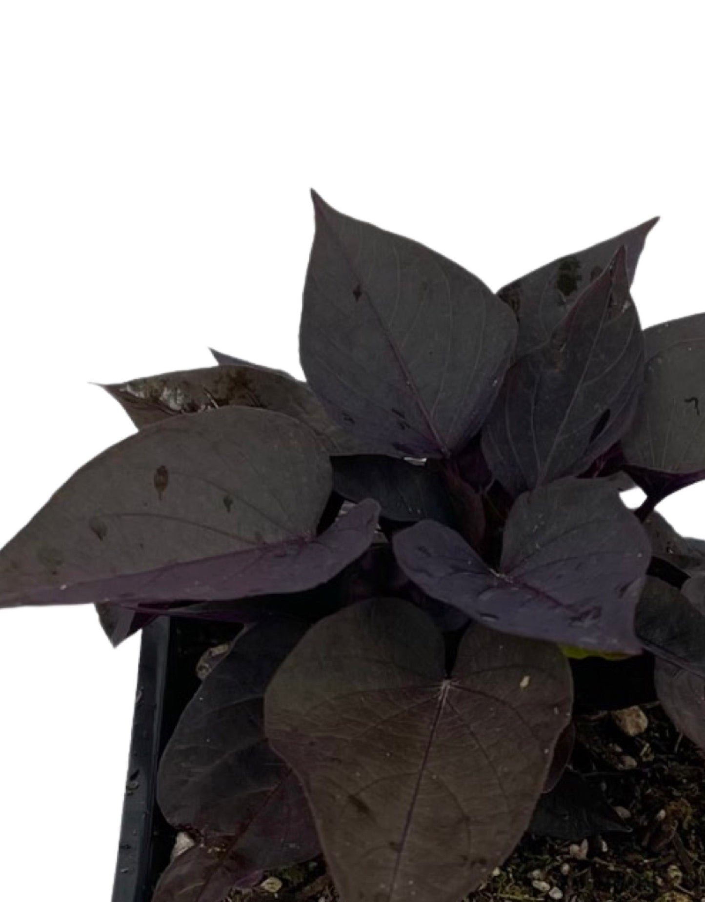 Ipomoea 'Spotlight Black Heart  4 Inch