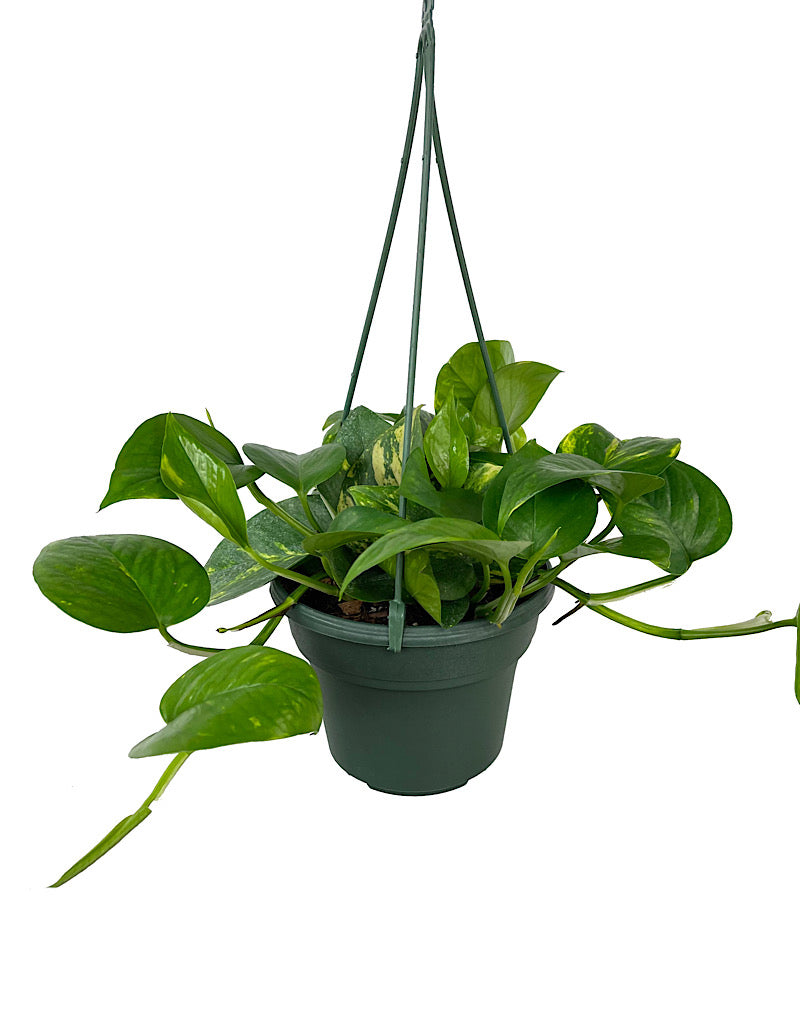 Pothos 'Golden' Hanging Basket 6 Inch