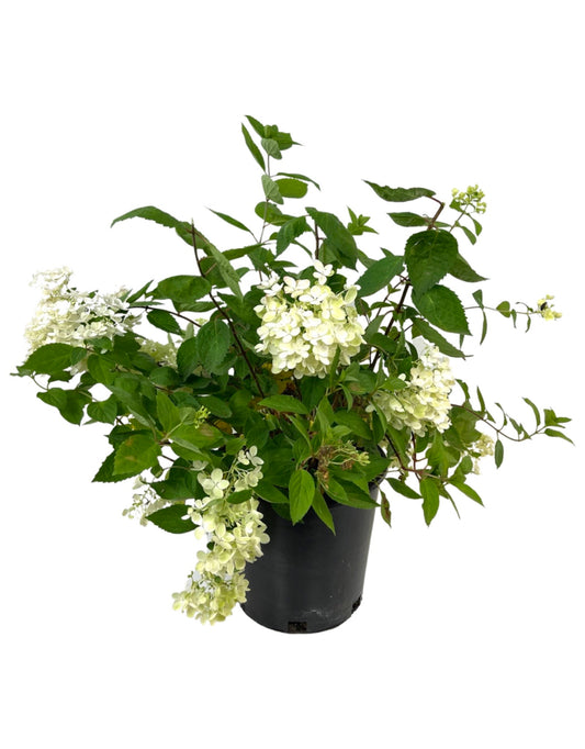 Hydrangea Paniculata 'Bombshell  2 Gallon