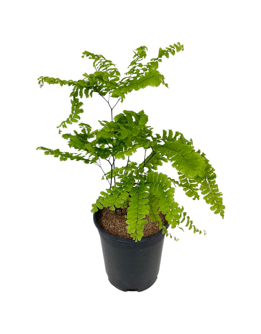 Adiantum pedatum 1 Gallon