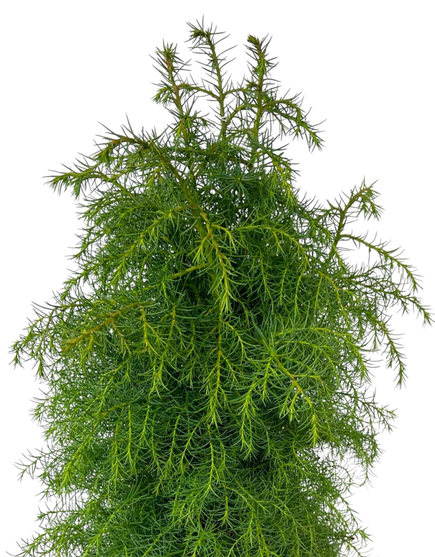 Cryptomeria japonica 'Elegans Aurea' 3 Gallon