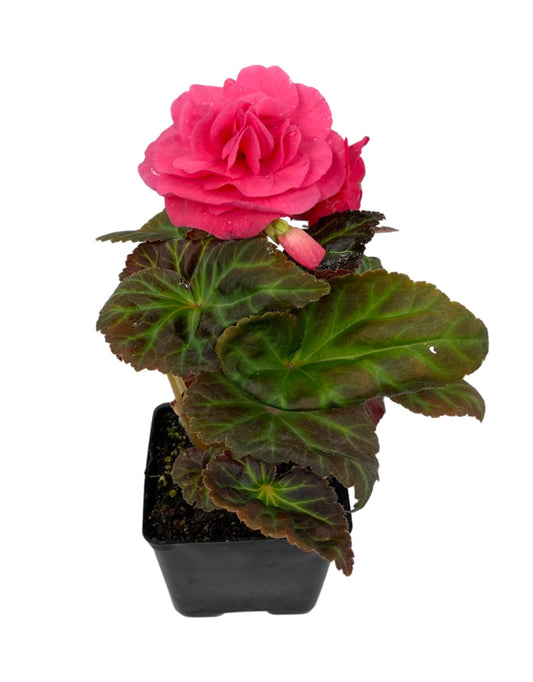 Begonia Nonstop Mocca 'Pink' 4 Inch