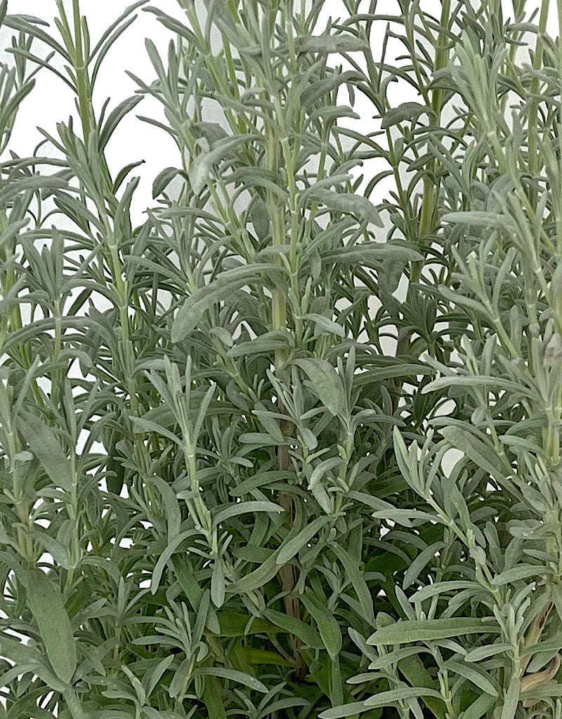 Lavandula s. 'Anouk Silver' 1 Gallon