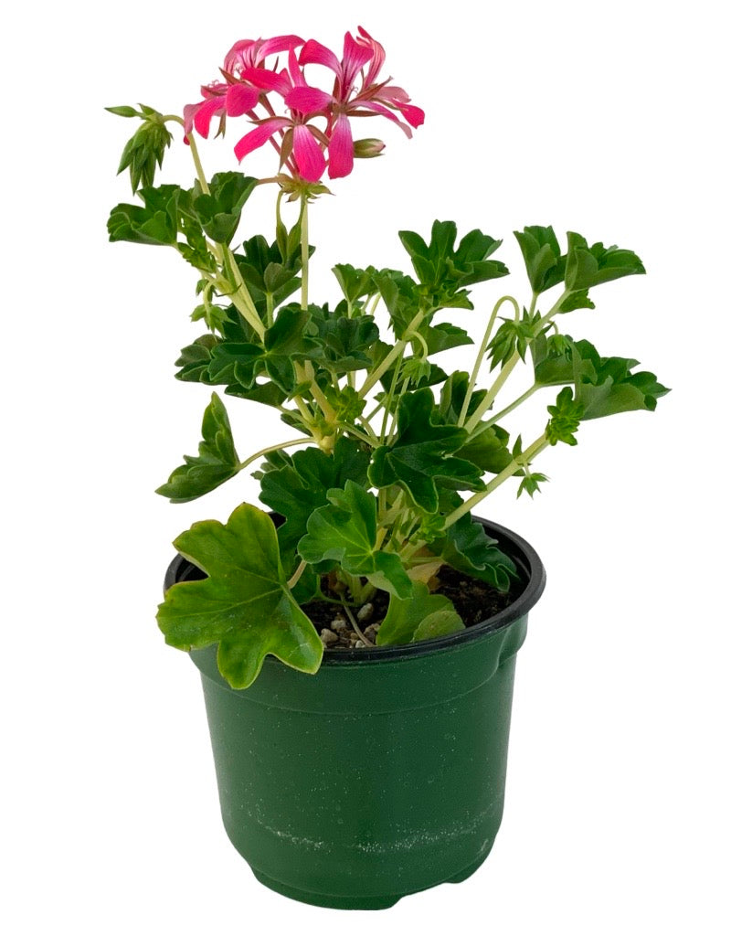 Geranium 'Acapulco Compact Cascade' 6 Inch